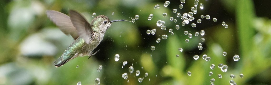 Imagen de Piensa en el colibrí