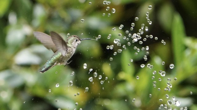 Imagen de Piensa en el colibrí